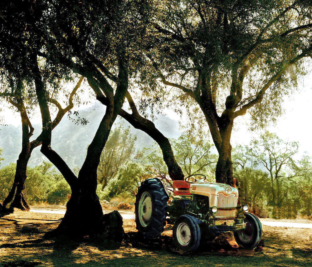 tractor among olive trees